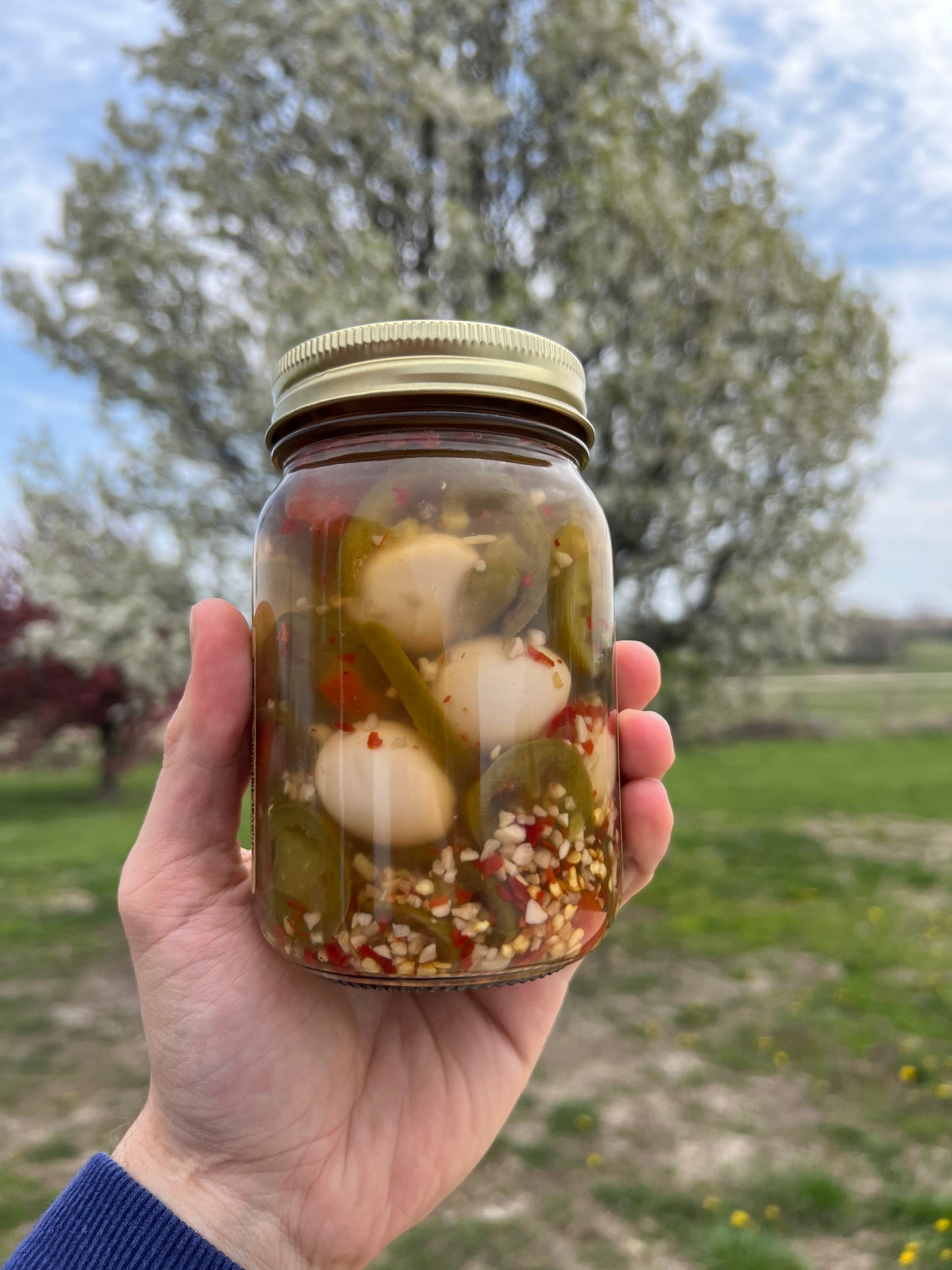Pickled Jalapeño Quail Eggs