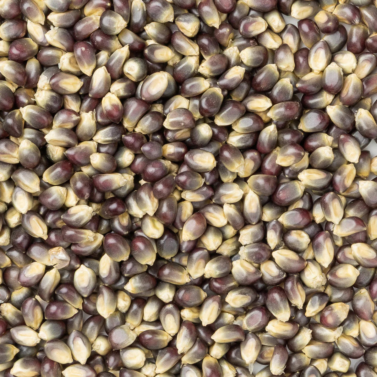 amish garden seeds Amish Country ue Popcorn | 2 lb. Bag in Blue