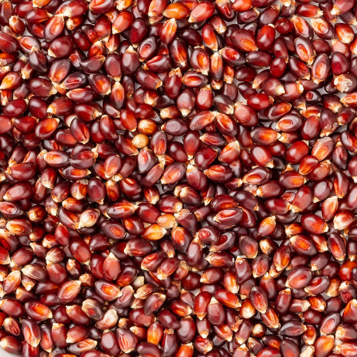 感謝価格‼️クッションタグpopcorn No.272 Red Popcorn Kernels (2 lb Bag) | Amish Country Store