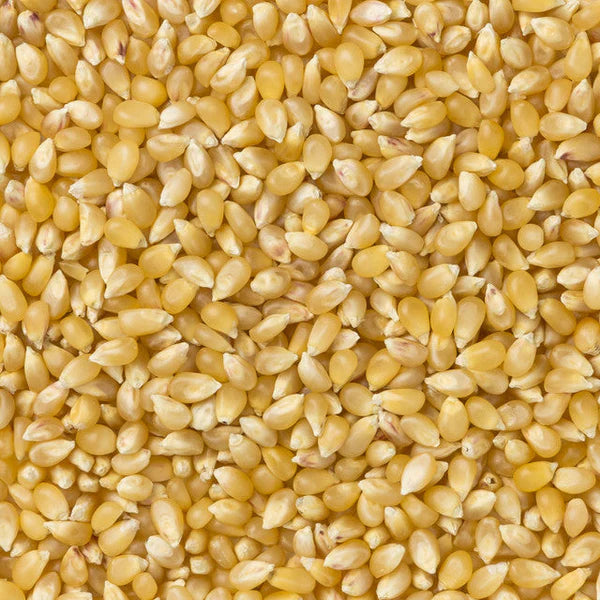 Baby White Hulless Popcorn Kernels (2 lb Bag) | Amish Country Store