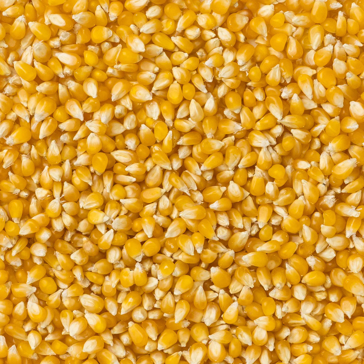 Ladyfinger Hulless Popcorn Kernels (2 lb Bag) | Amish Country Store