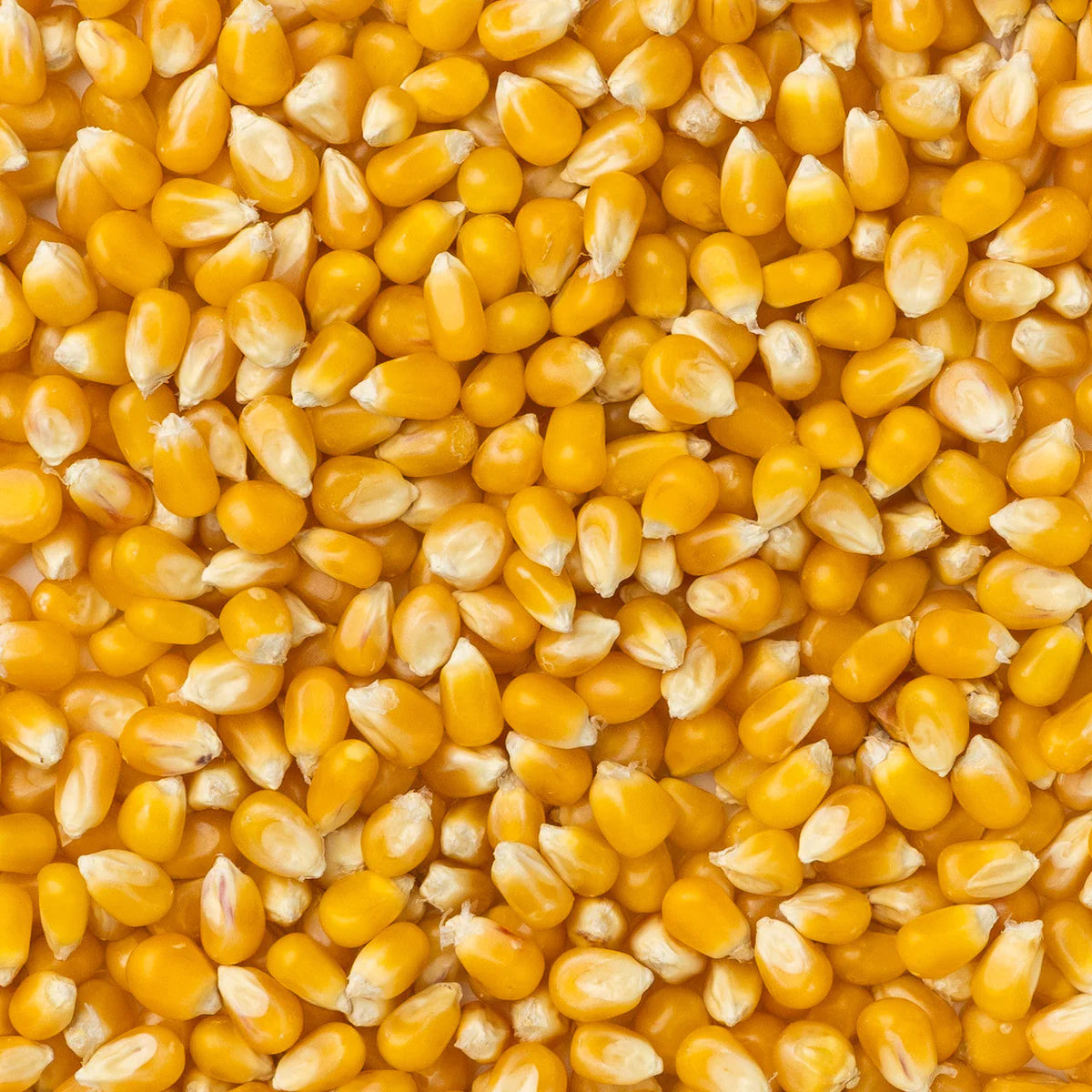 Mushroom Popcorn Kernels (2 lb Bag) | Amish Country Store