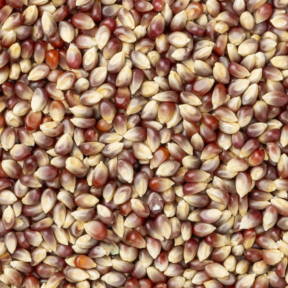 Purple Popcorn Kernels (2 lb Bag) | Amish Country Store