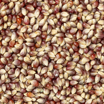 Purple Popcorn Kernels (2 lb Bag) | Amish Country Store