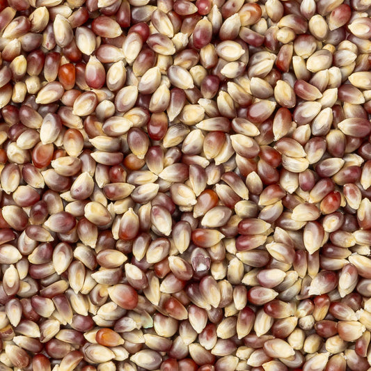 Purple Popcorn Kernels (2 lb Bag) | Amish Country Store