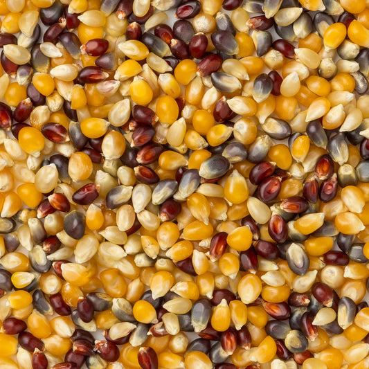 Amish Rainbow Popcorn Kernels (2 lb Bag) | Amish Country Store